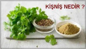 kişniş hakkında bilgi