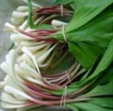 Yabani sarımsak salatası