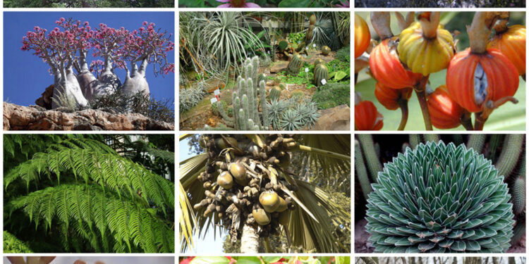 bitkilerin adı Rusça, Abhazca, Türkçe