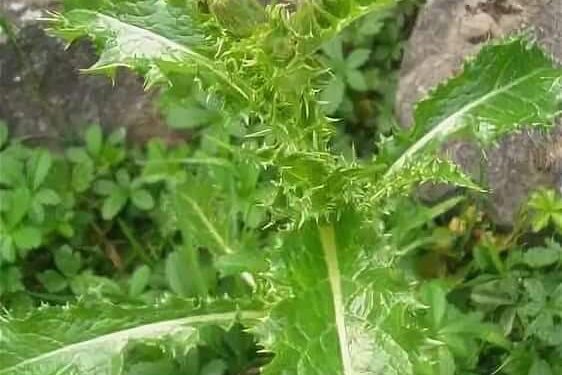 Адырӷыӷчаҧа-Полевой осот