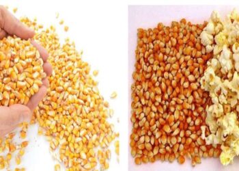 Apşççı – patlatmış mısır