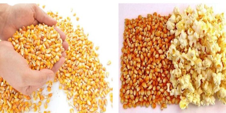 Apşççı – patlatmış mısır