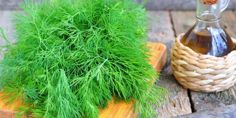 Укропное масло