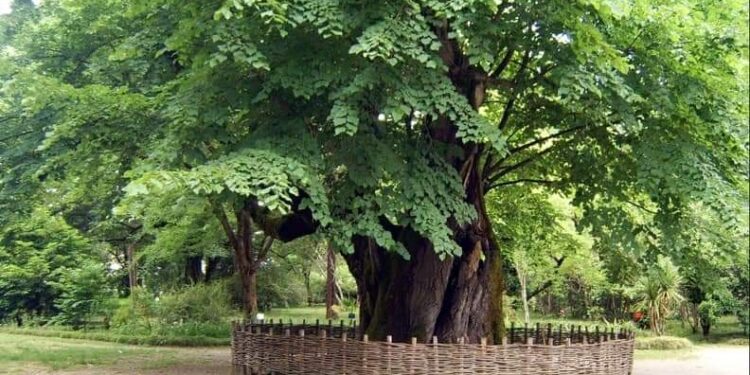 Abhazların ağaçlarla ilgili bazı kült ayinleri
