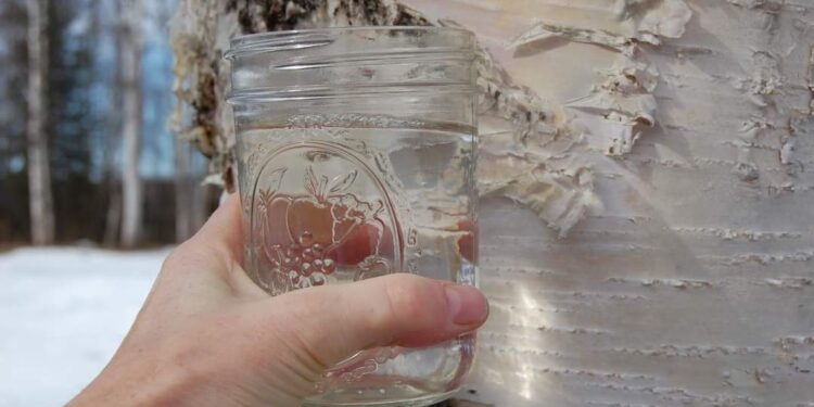 ТРАВЫ ДЛЯ ПОХУДЕНИЯ